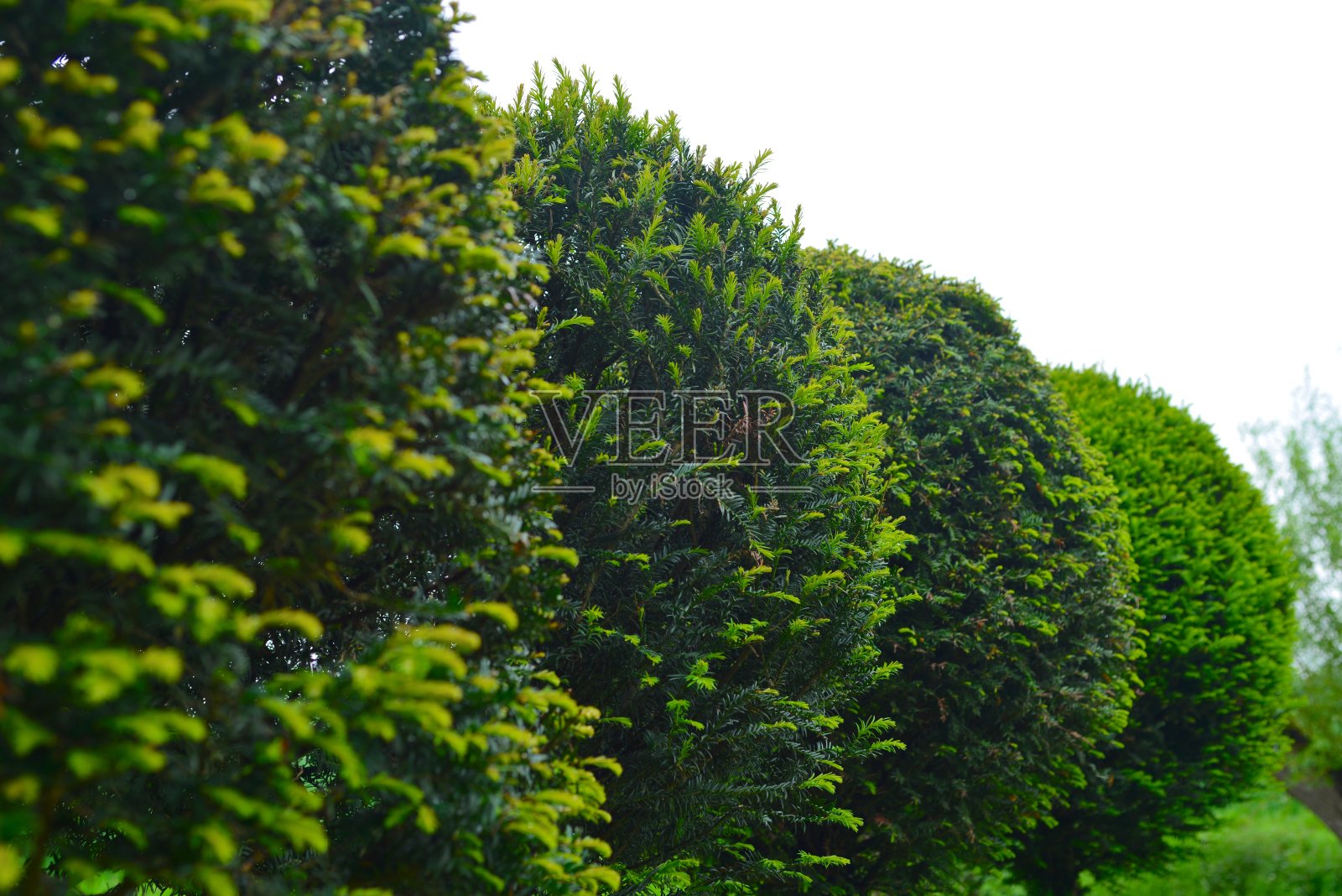 观赏花园的春天照片摄影图片