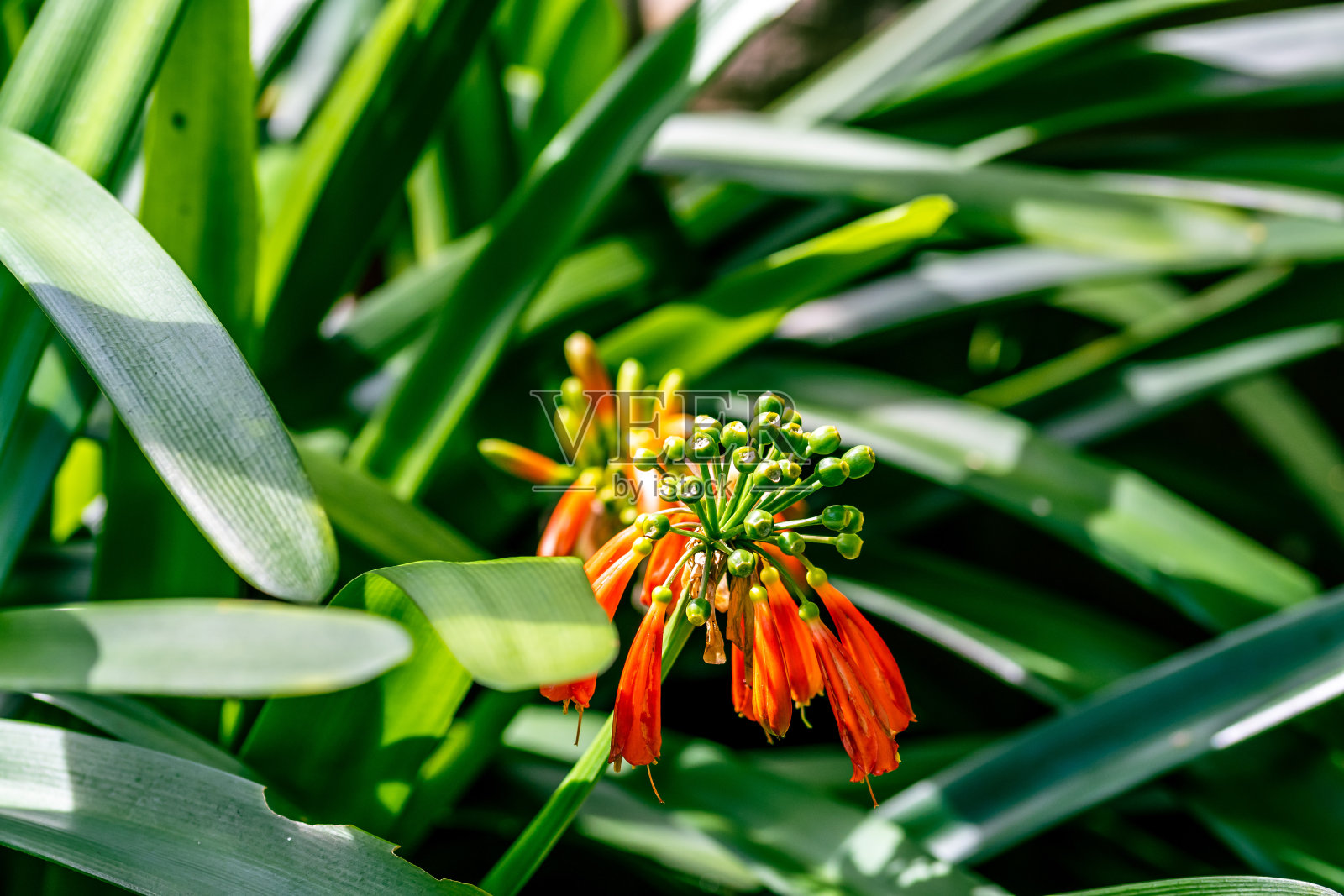 Clivia nobilis是丁香科植物。照片摄影图片