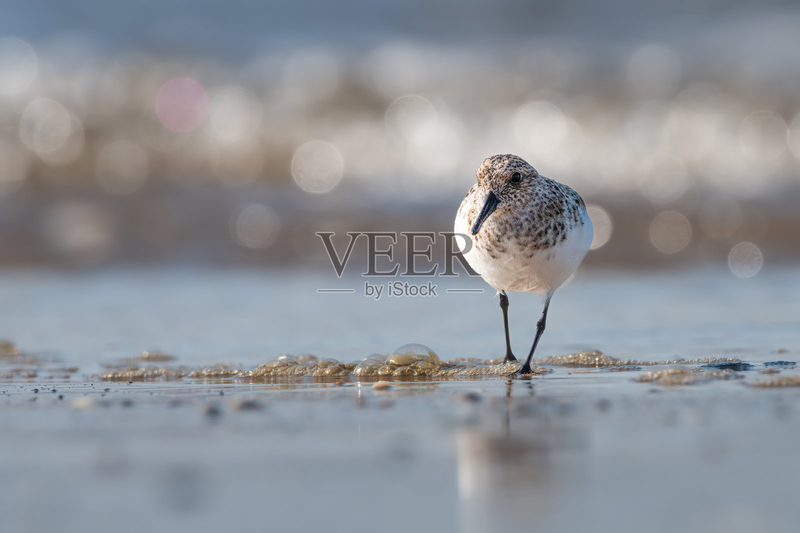 沙德林(Calidris alba)照片摄影图片