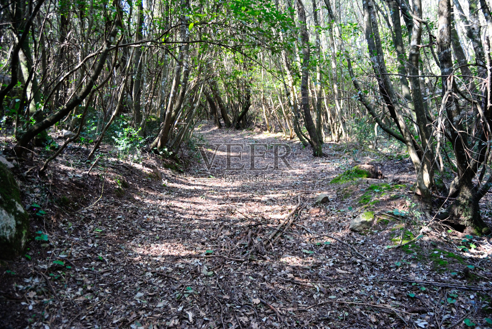 圣德尼亚森林照片摄影图片