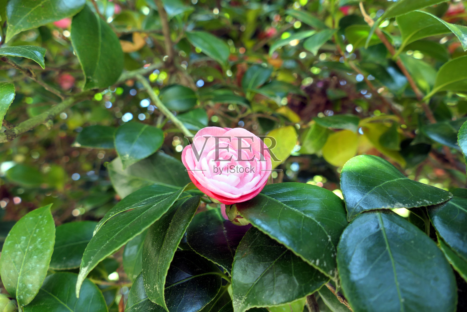 红茶花特写照片摄影图片