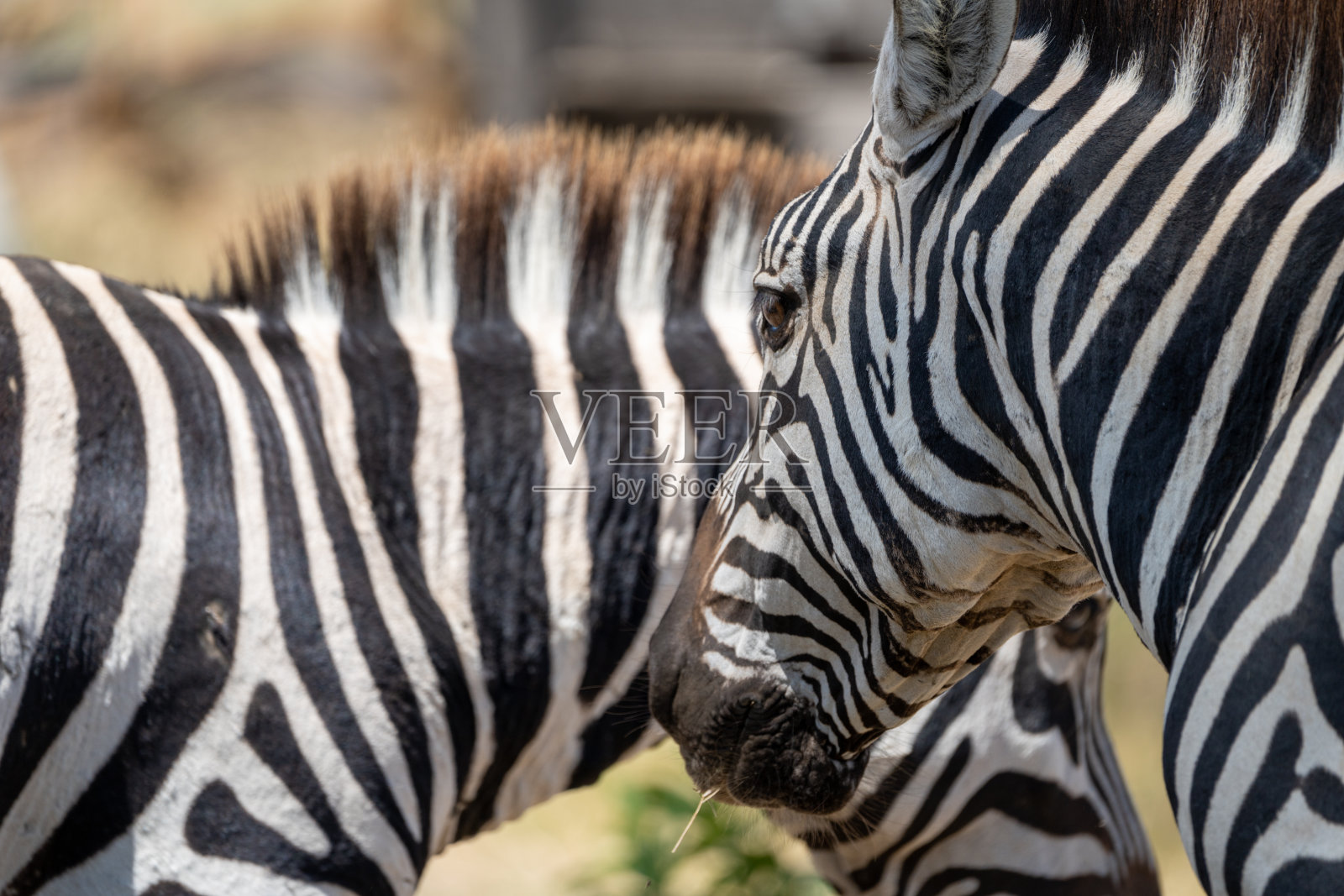 一只斑马的头部特写，后面是另一只斑马。选择性焦点-新月岛，肯尼亚非洲照片摄影图片