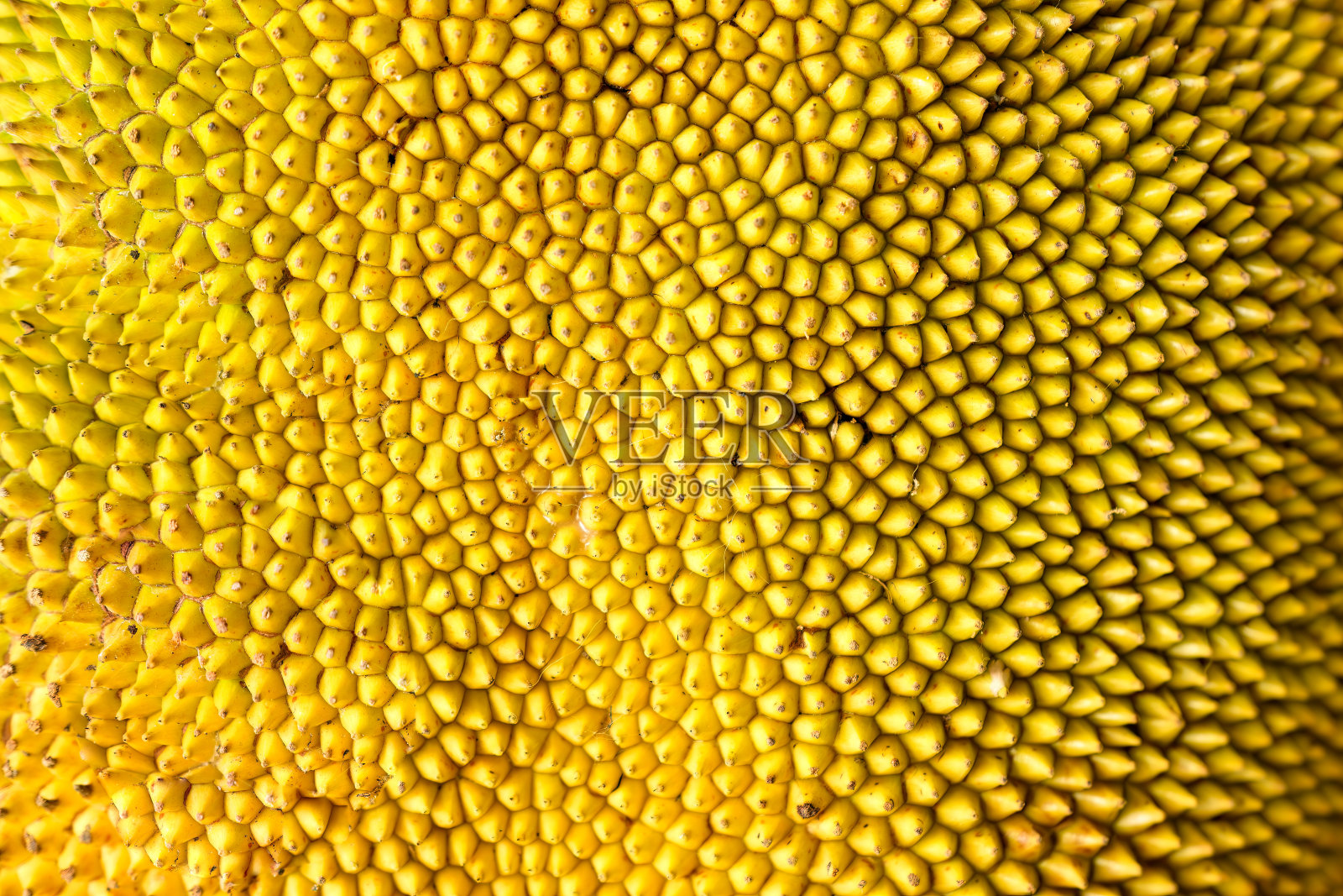 成熟的黄色菠萝蜜是热带水果，果皮有刺的质地照片摄影图片