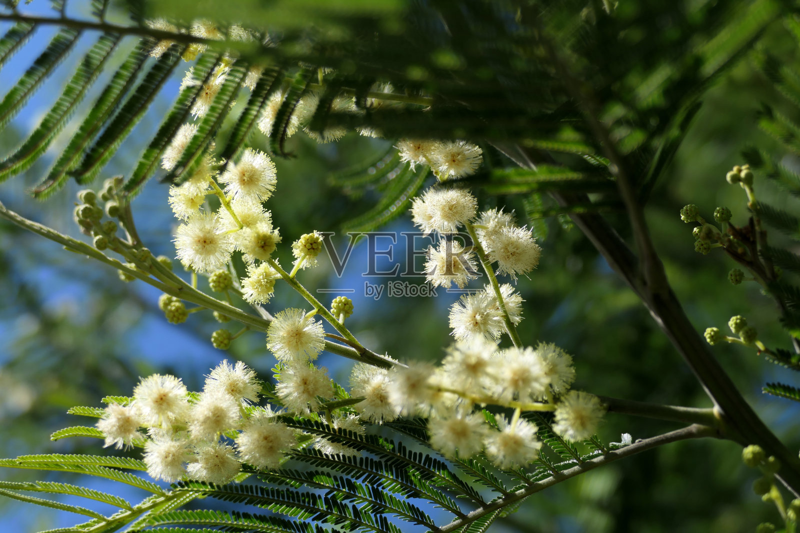 含羞草照片摄影图片