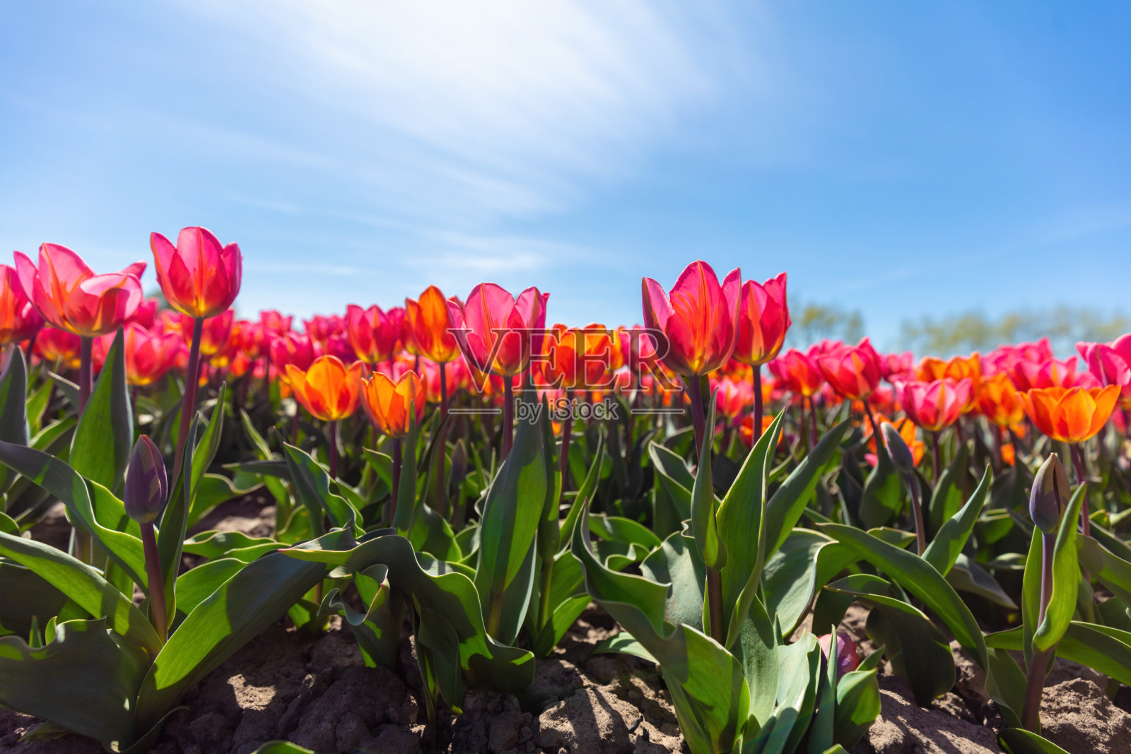郁金香花田在春天阳光明媚的蓝天照片摄影图片