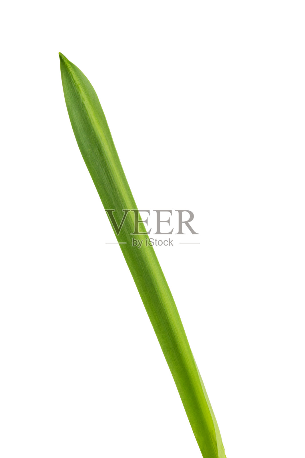 春报春花，雪花莲花，有茎，孤立在白色背景上照片摄影图片