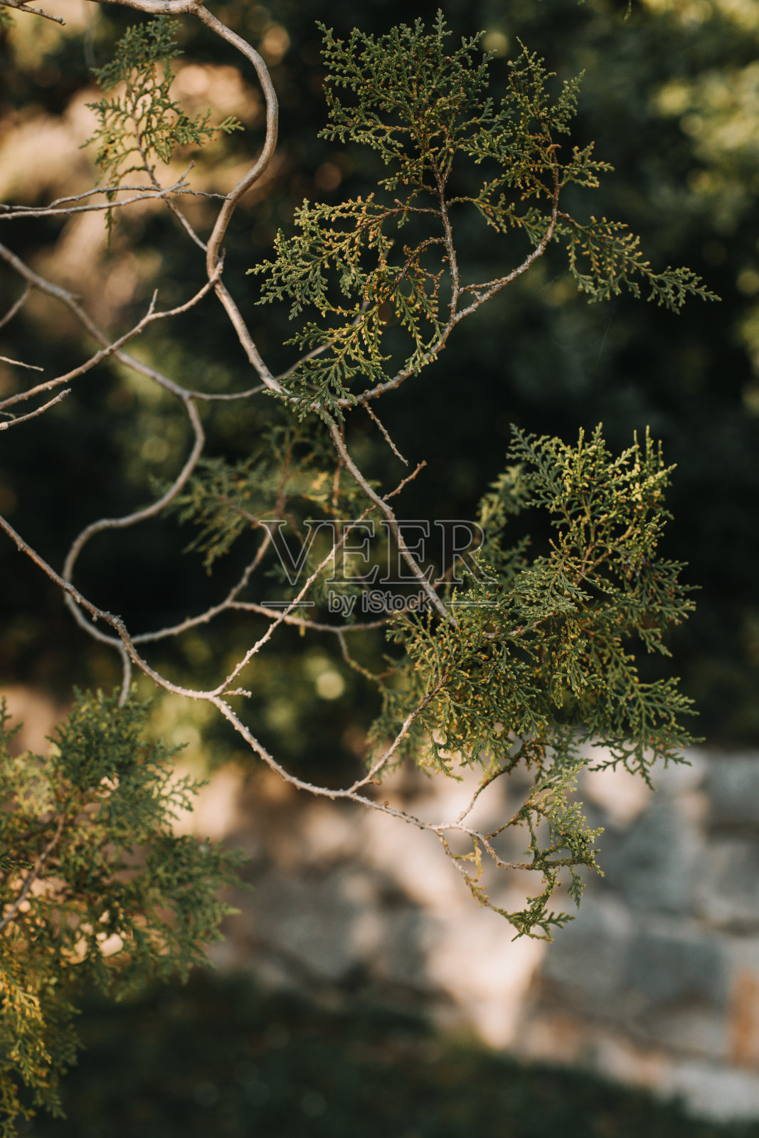 美丽的柏树枝背景的老公园在一个阳光明媚的一天在黑山。照片摄影图片