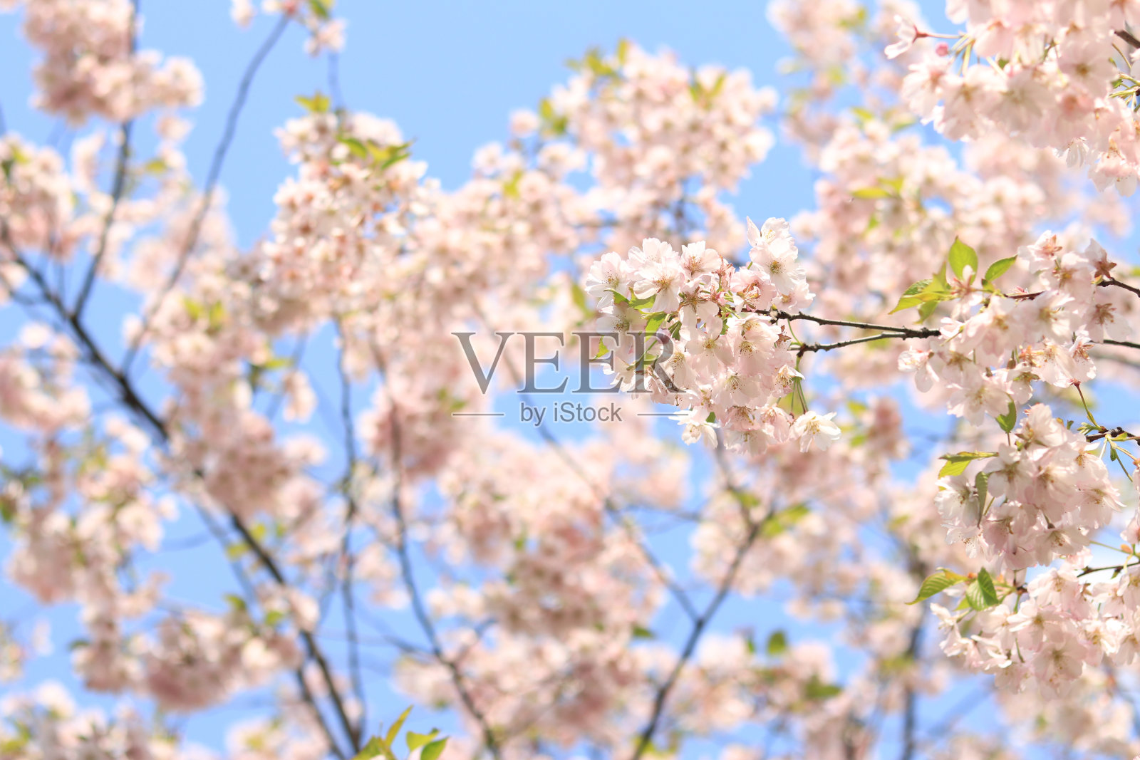 樱花映着天空。春暖花开的季节在公园，自然的背景照片摄影图片