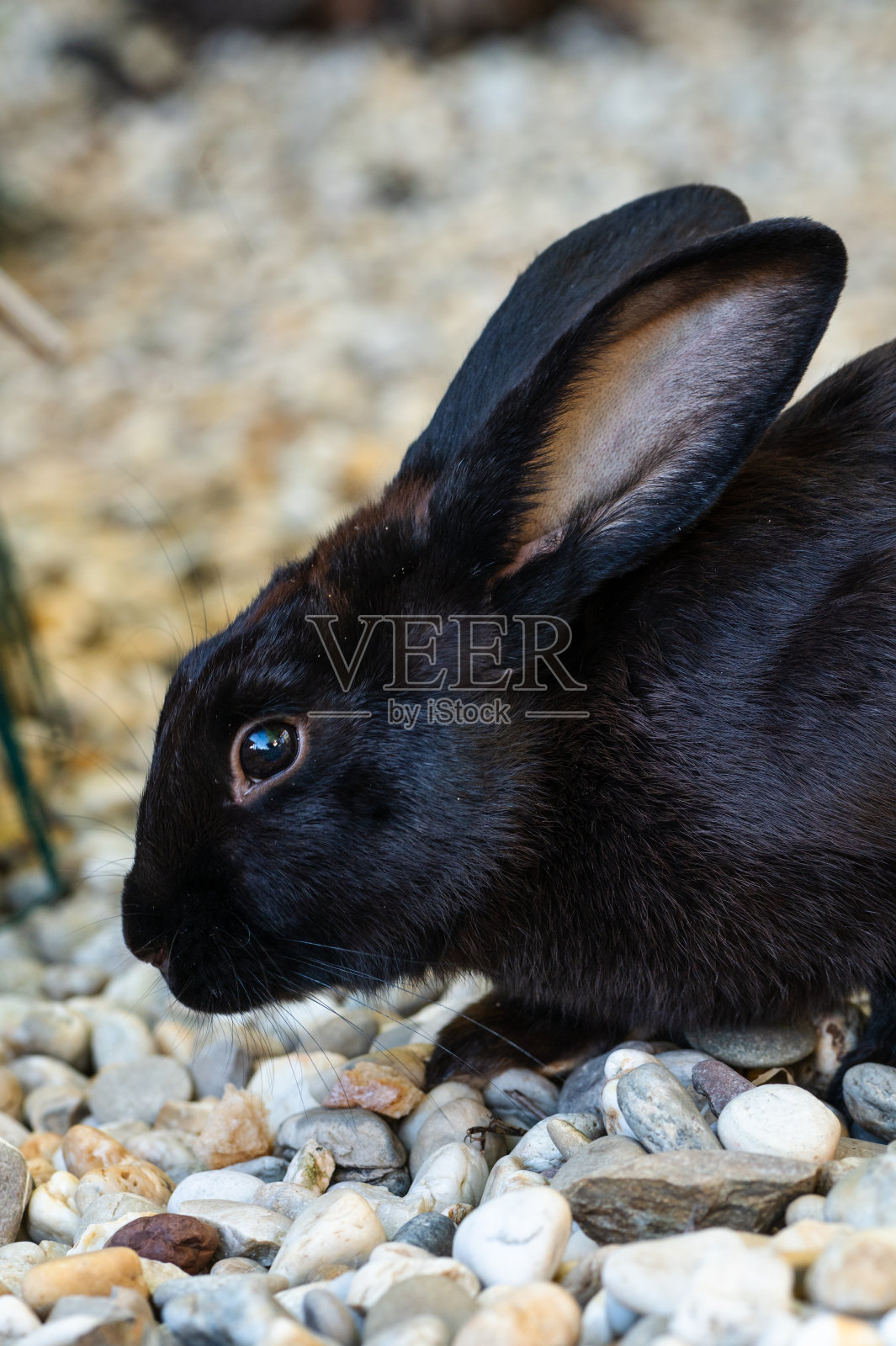黑兔子脸的细节照片摄影图片