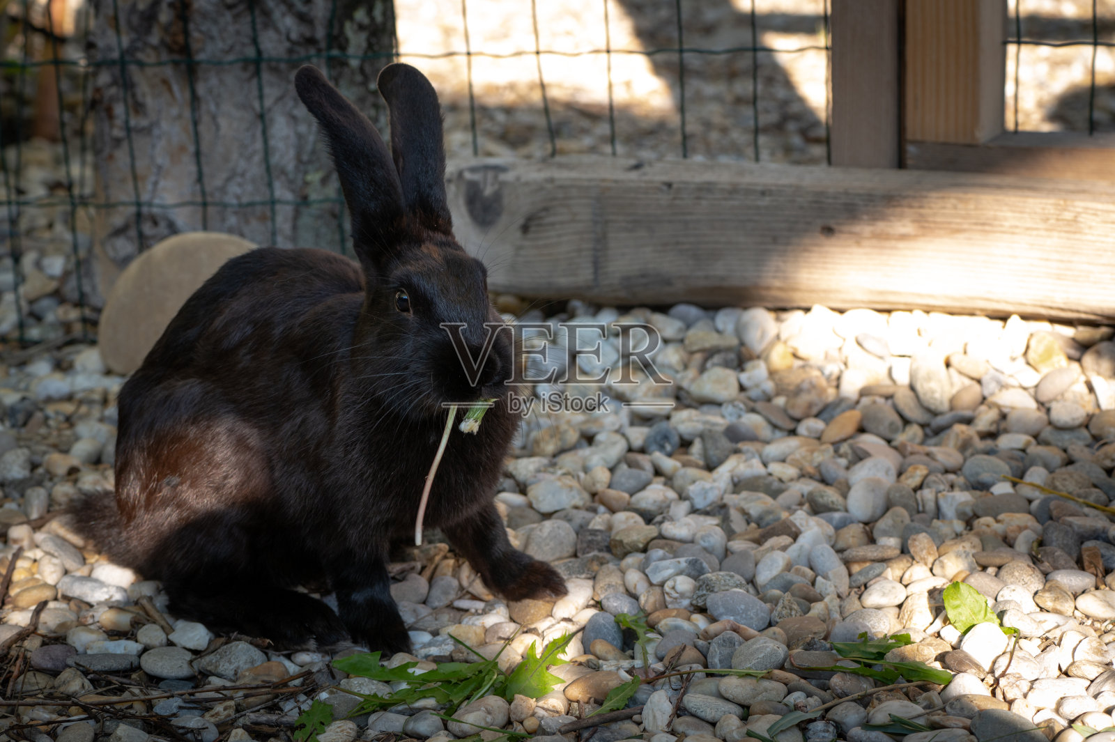 黑兔子在外面的笼子里吃草照片摄影图片