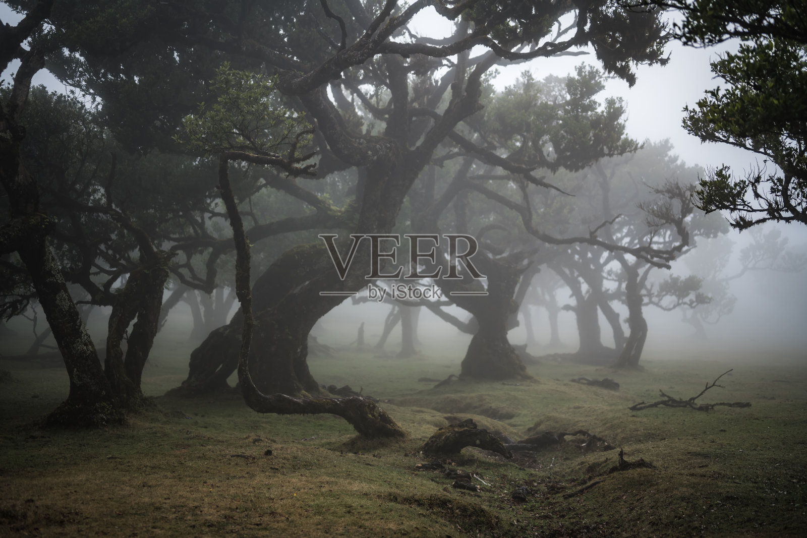 云雾缭绕的月桂树林中，郁郁寡欢，阴雨连绵。法纳尔森林，马德拉岛，葡萄牙，欧洲。照片摄影图片