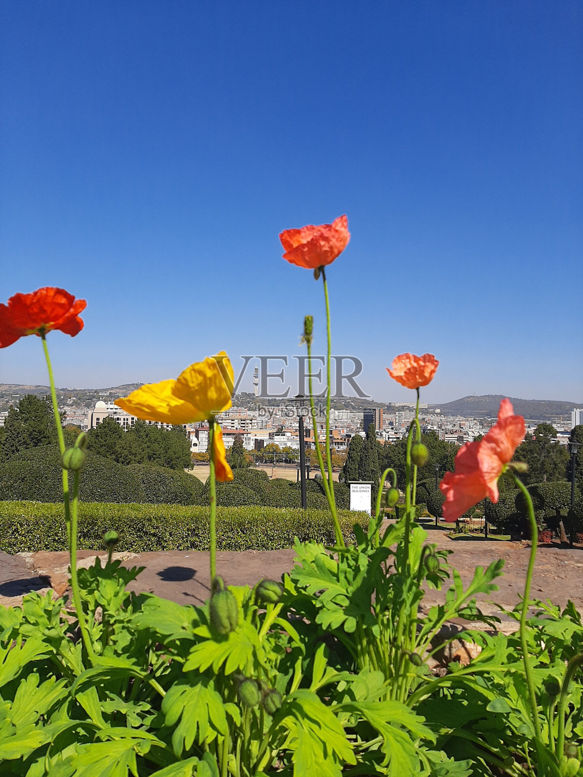 一束花，在一些树外面的草地上照片摄影图片