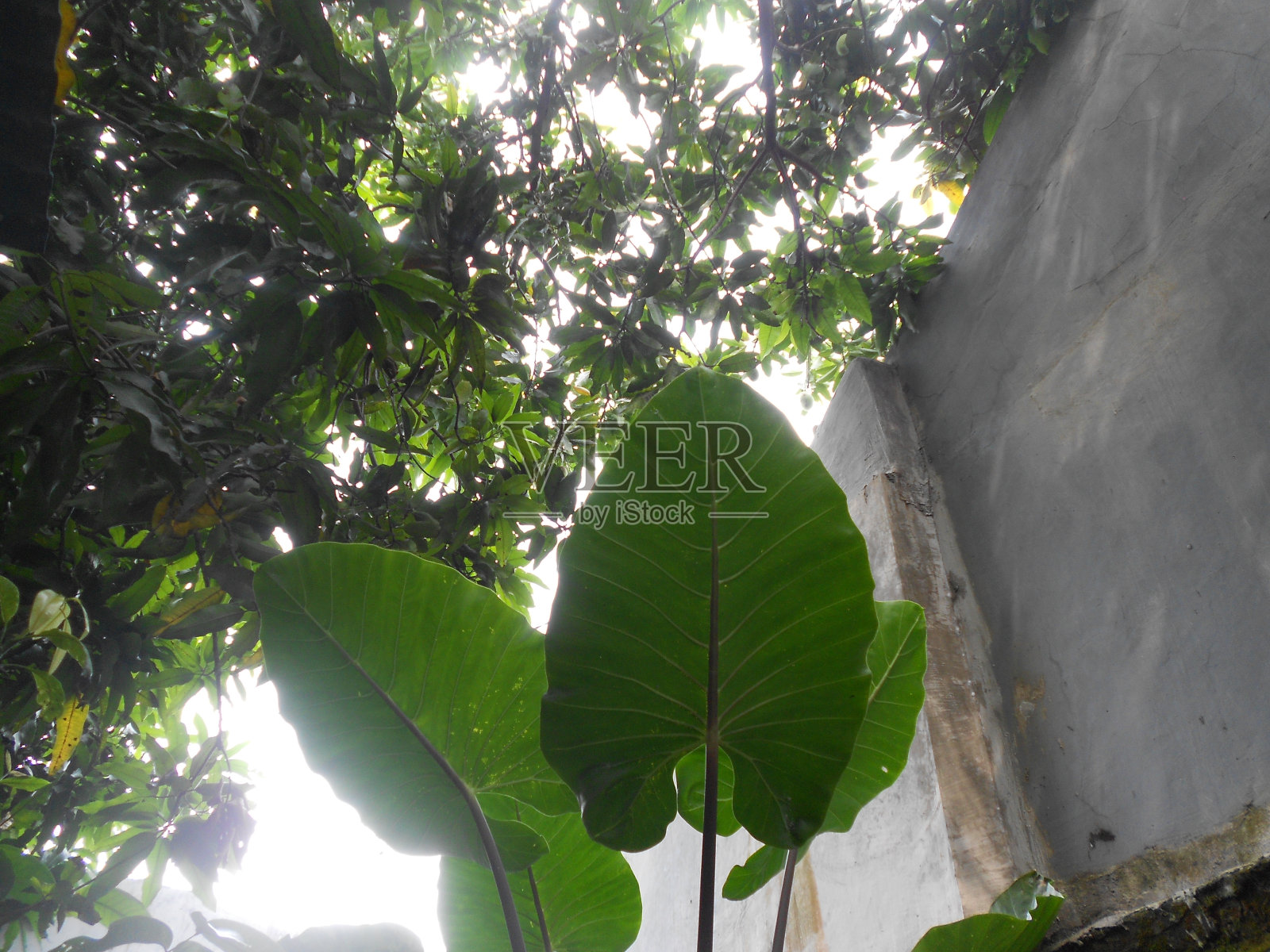 早晨的绿叶在房子后面的花园里非常漂亮照片摄影图片