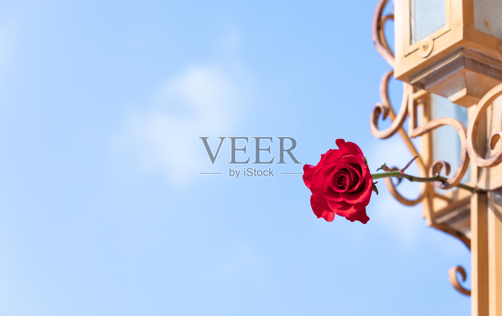 黄柱子，红玫瑰，蓝天。照片摄影图片