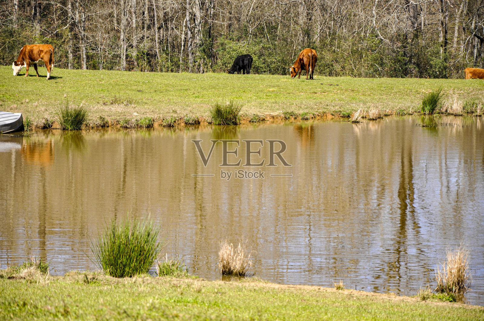 奶牛在秋天的牧场上吃草照片摄影图片