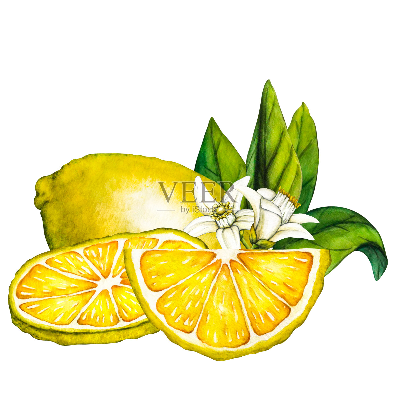 水彩画构图柠檬片.手绘植物插图黄色半柑橘类水果隔离在白色背景