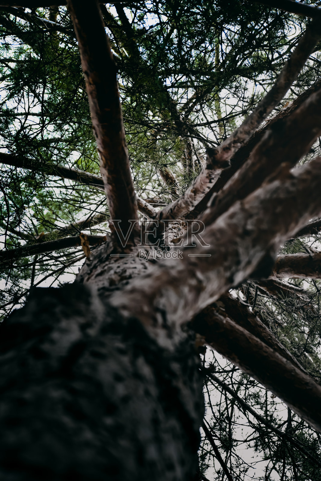 从下面看一棵松树，一棵高大的松树树枝对象。照片摄影图片