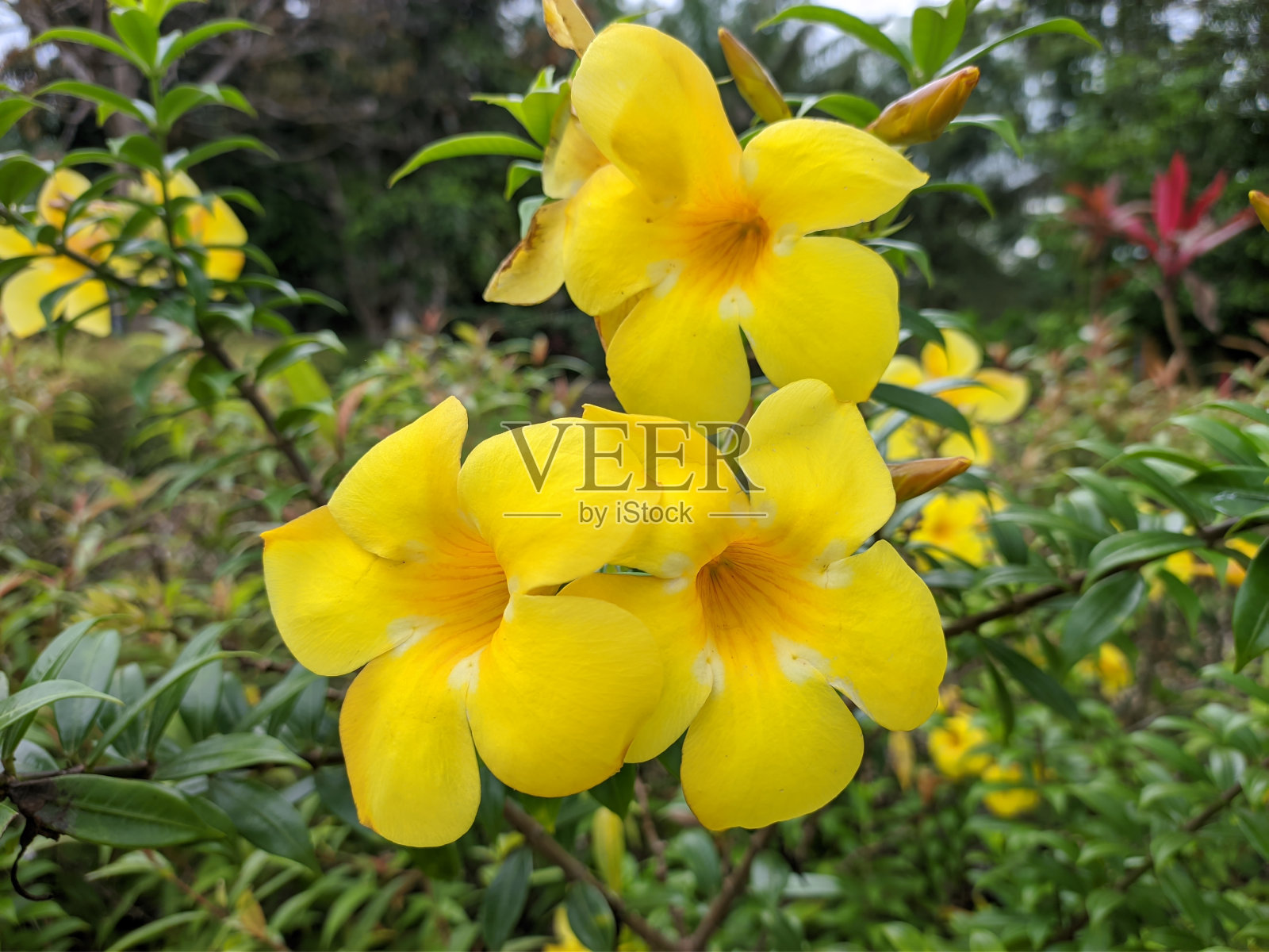 早晨的Alamanda花(Allamanda cathartica)照片摄影图片