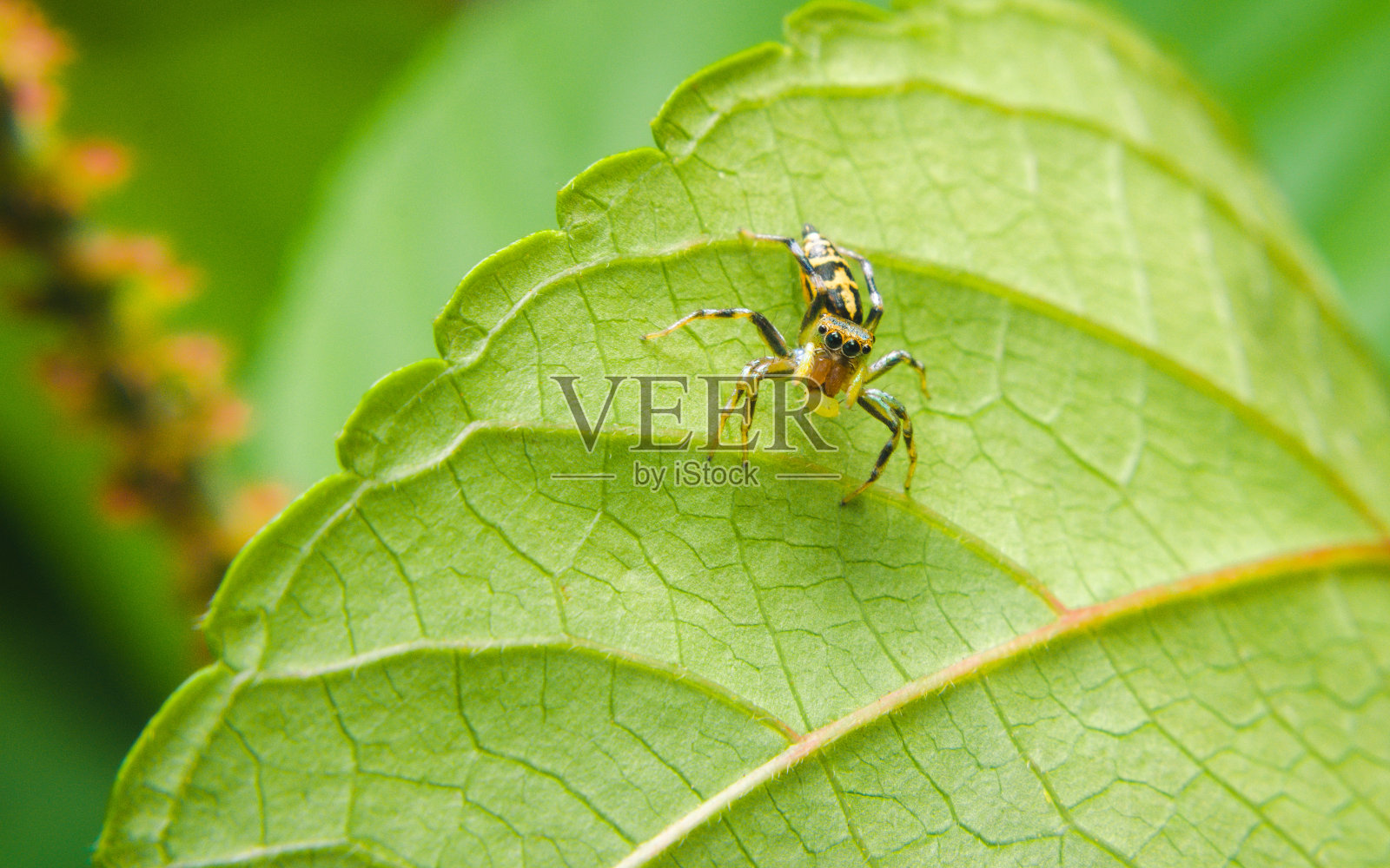 跳蛛照片摄影图片