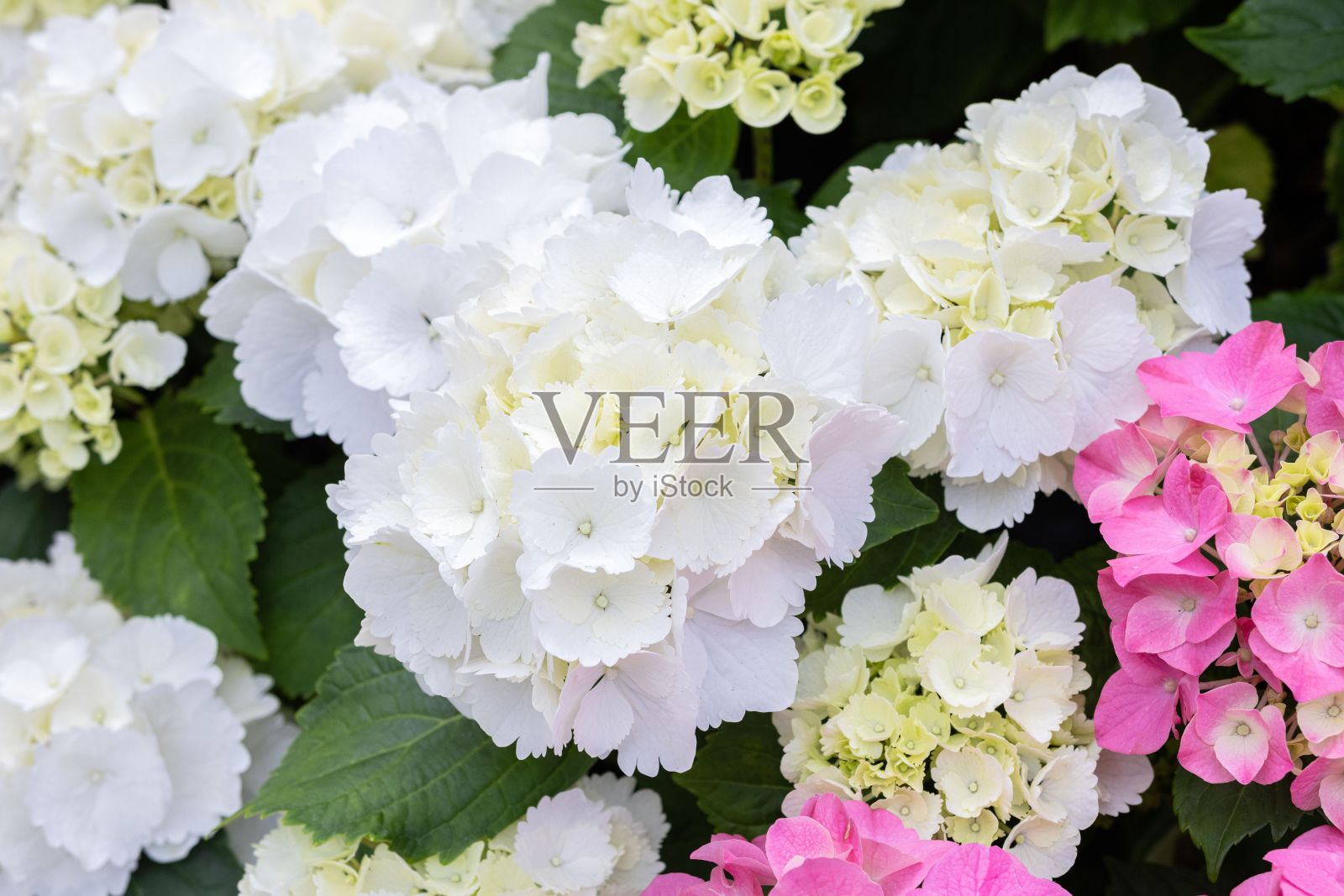 白色绣球花背景纹理照片摄影图片