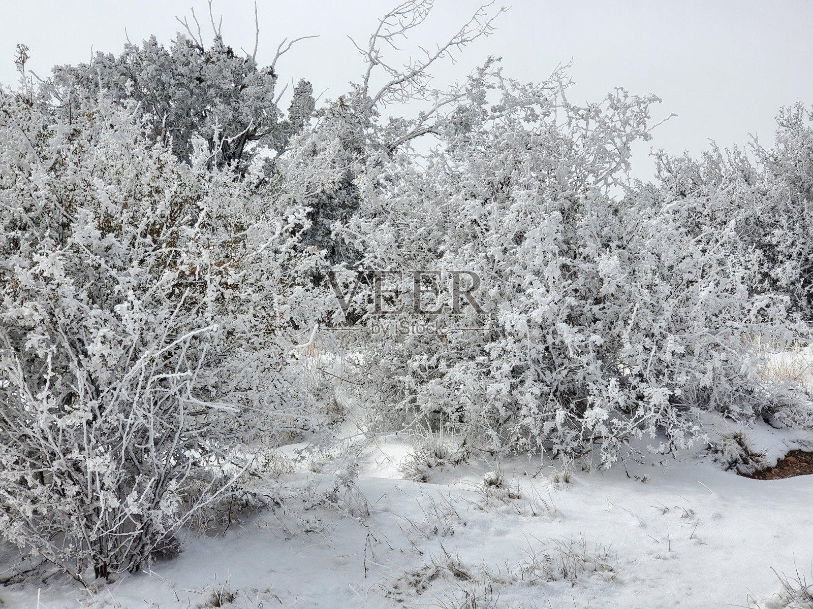 被雪覆盖的树木照片摄影图片