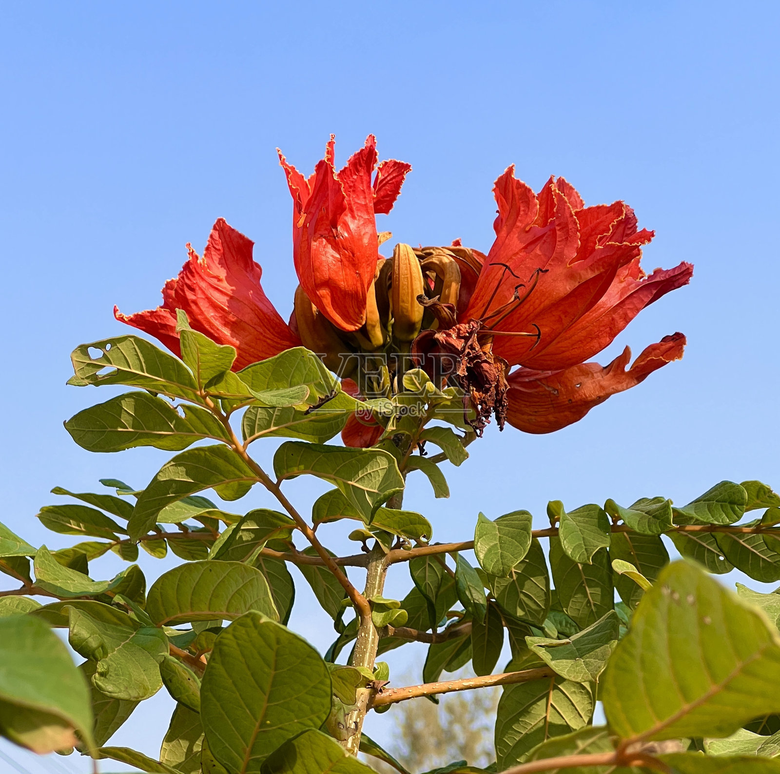 非洲郁金香树、火钟树、油松树，在森林中开花。照片摄影图片
