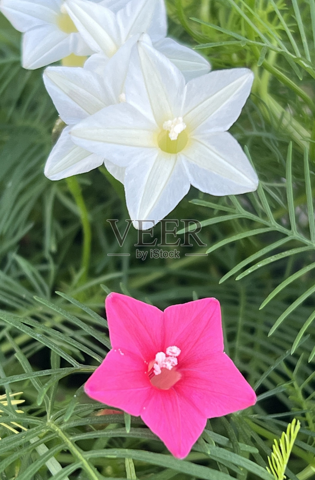 近景:山茱萸俗称柏树藤蔓，开花时星光灿烂。照片摄影图片