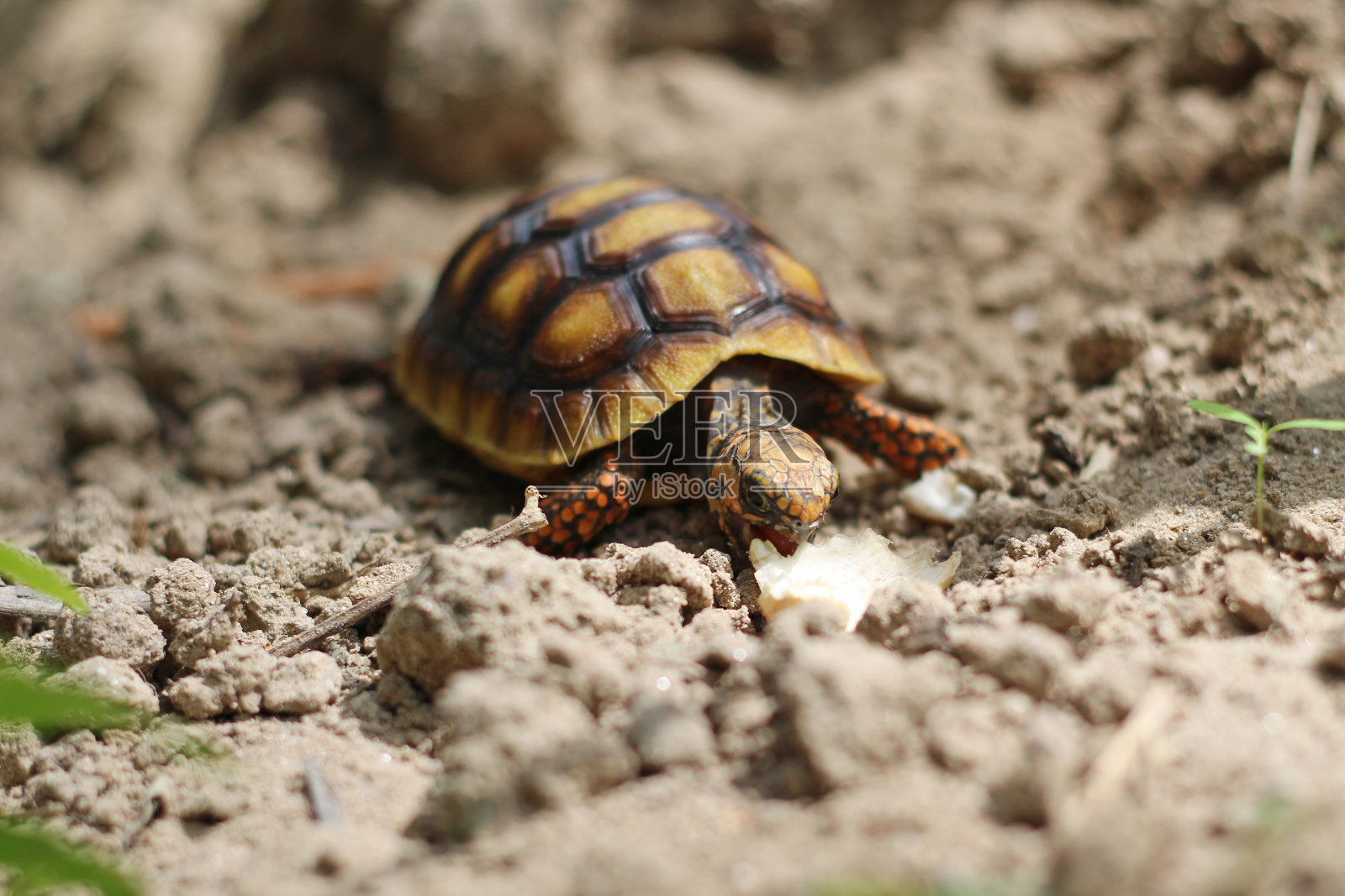 大自然中可爱的小红脚龟宝宝照片摄影图片