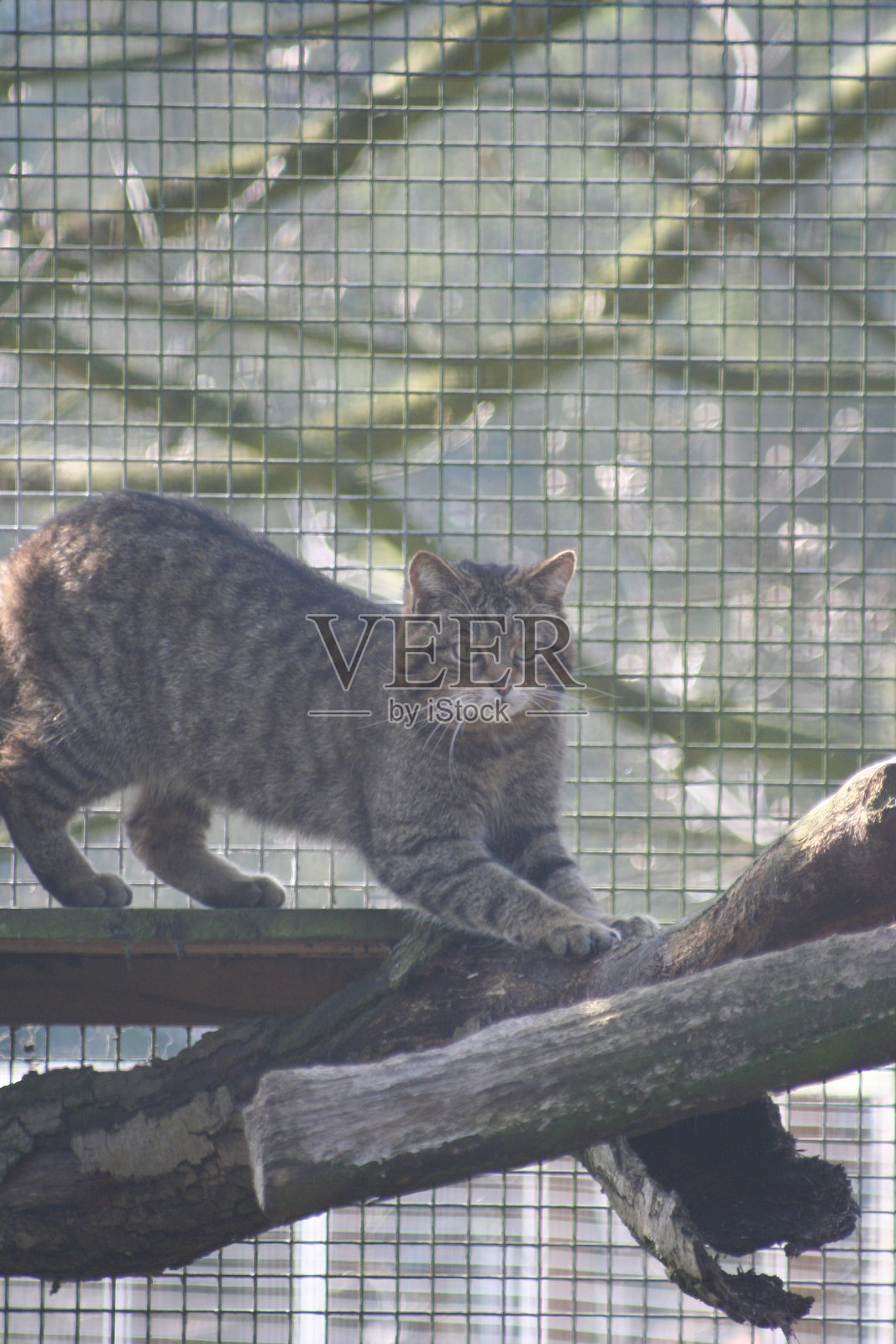 苏格兰野猫照片摄影图片
