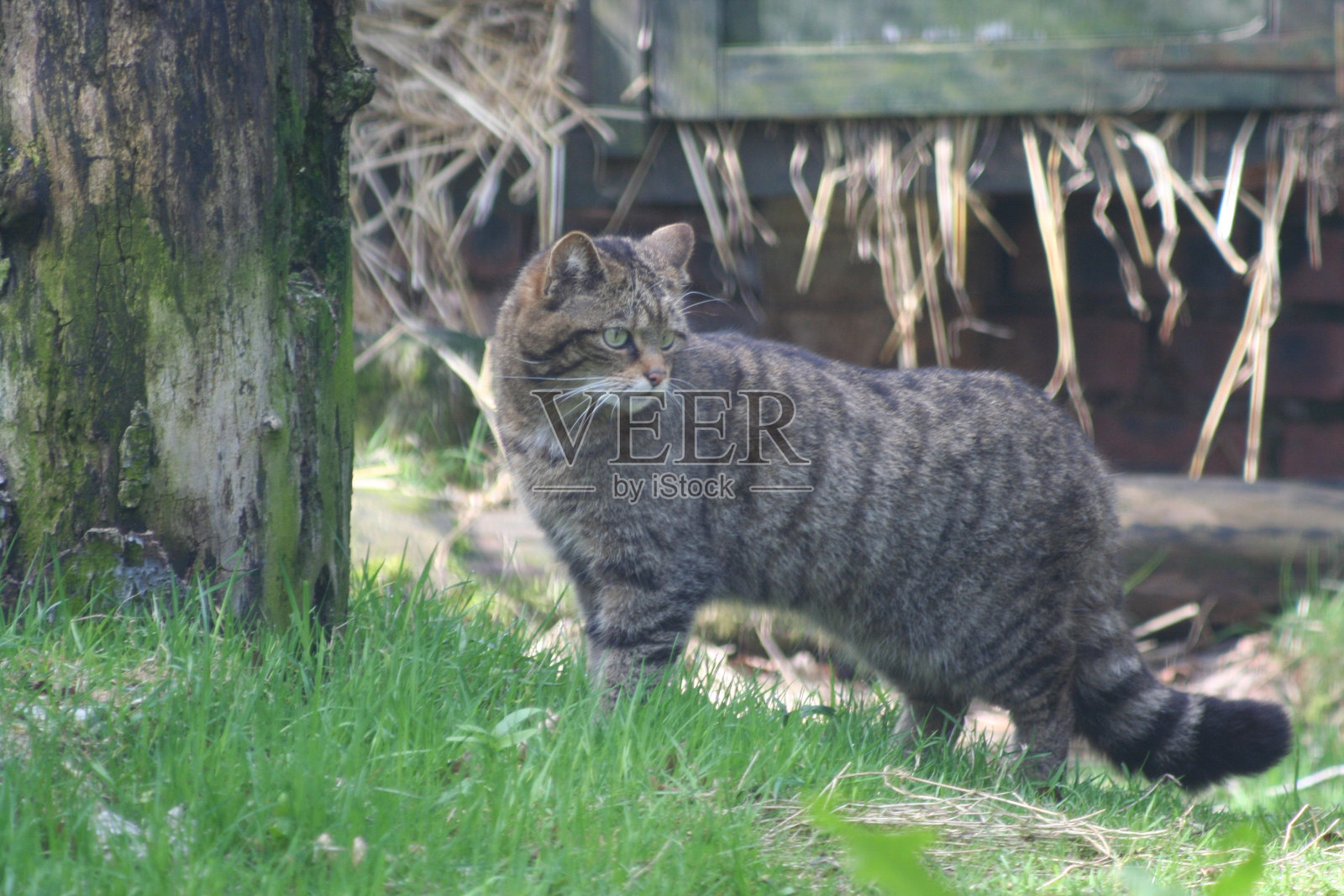 苏格兰野猫照片摄影图片