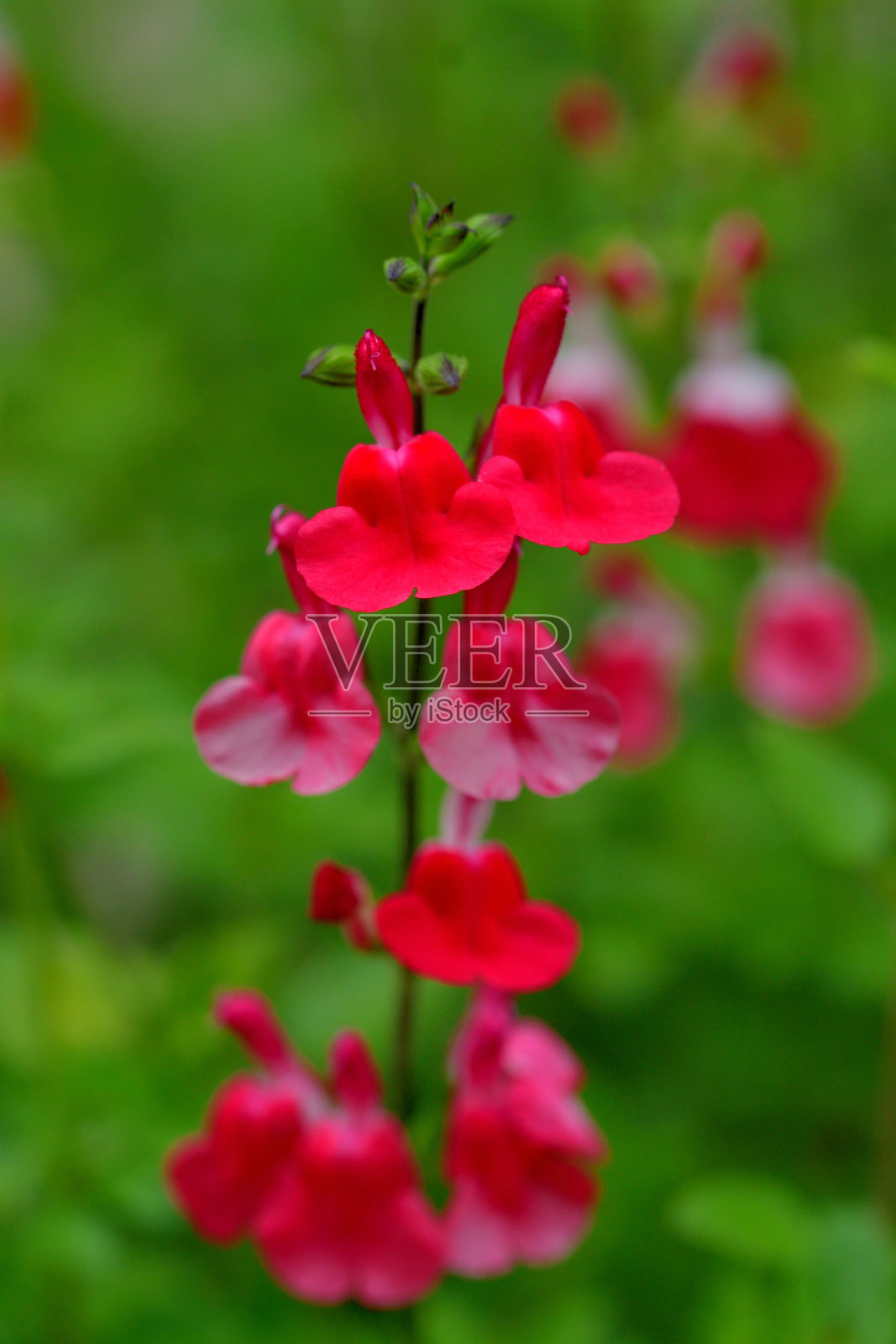 小叶鼠尾草:红色和白色的花照片摄影图片