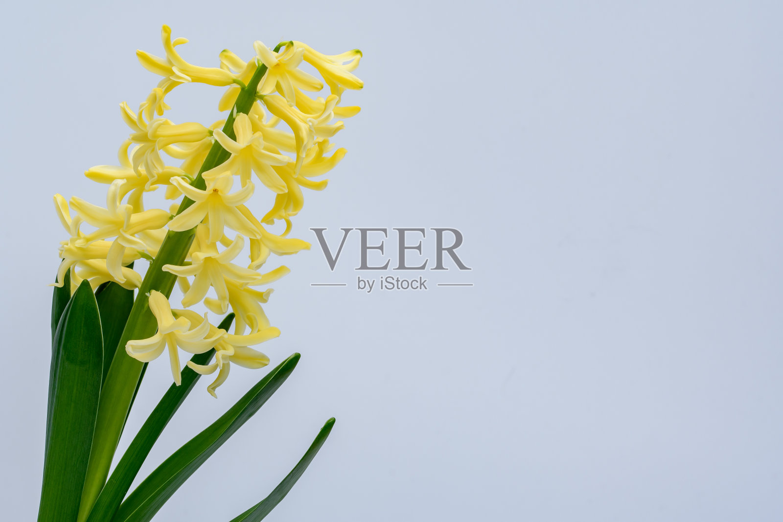 黄色盛开的风信子孤立在光背景上照片摄影图片