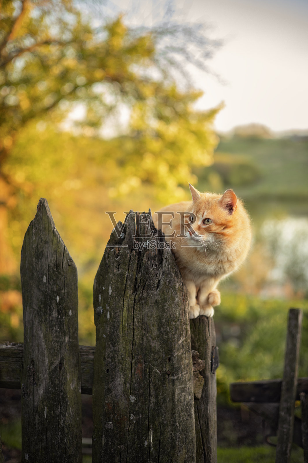 猫照片摄影图片
