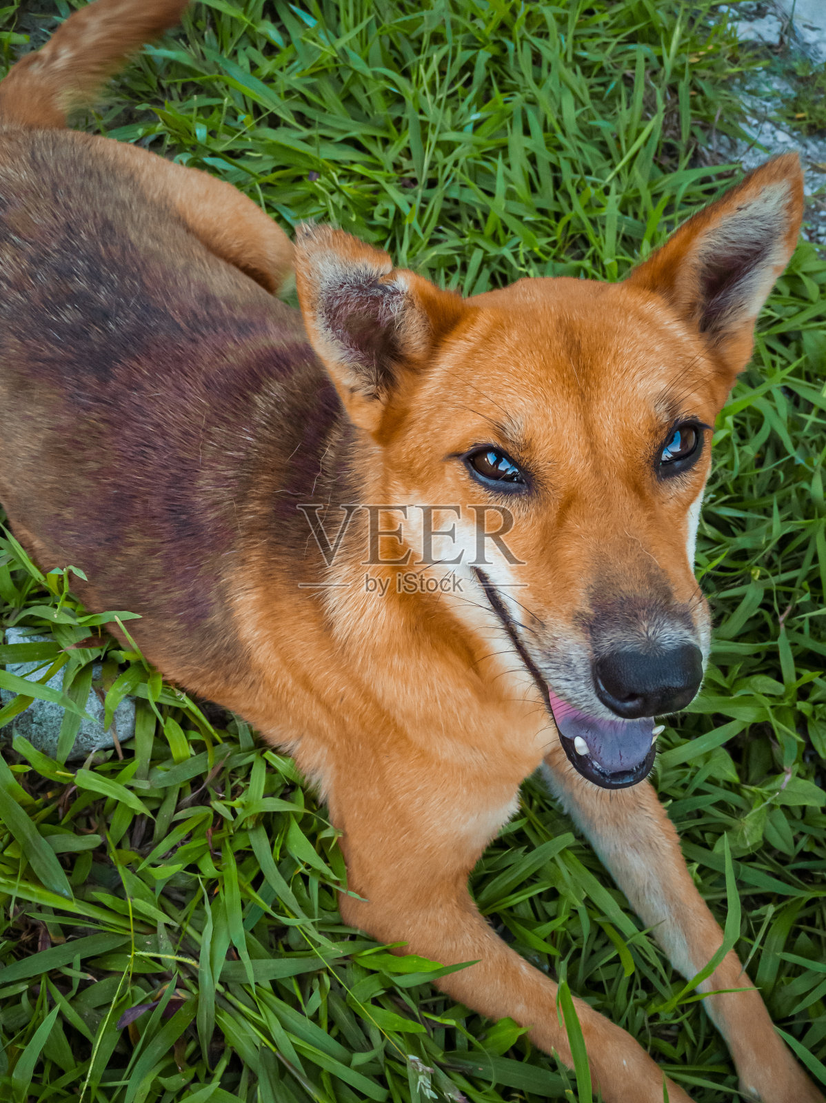 草地上的橙色狗照片摄影图片