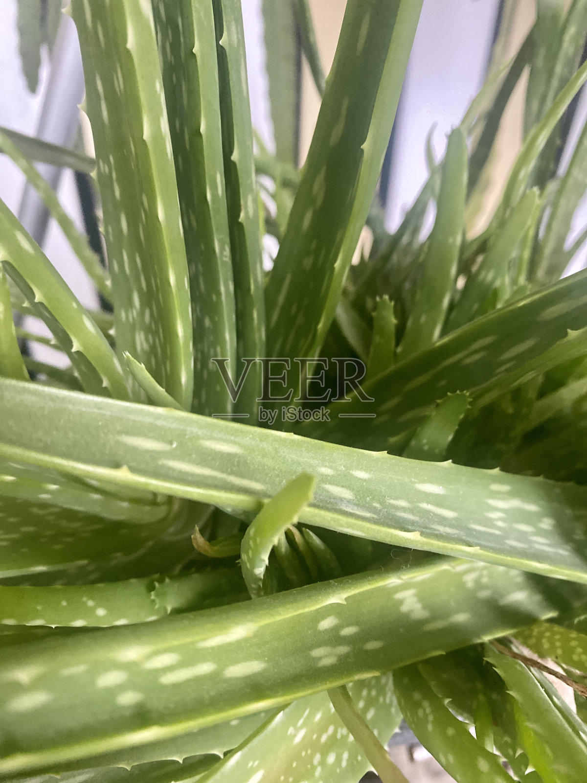 芦荟闭合叶子。照片摄影图片