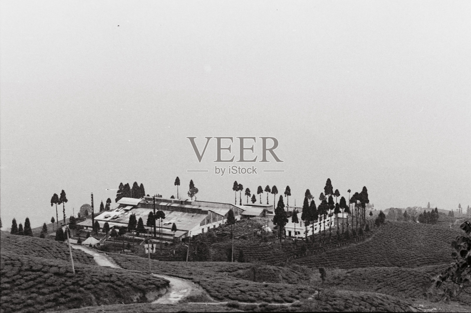 茶园中央的茶厂照片摄影图片