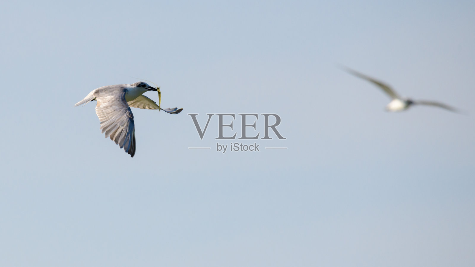 须眉燕鸥的喙上叼着一只淡水小虾，迎着晴朗的天空飞走了。照片摄影图片