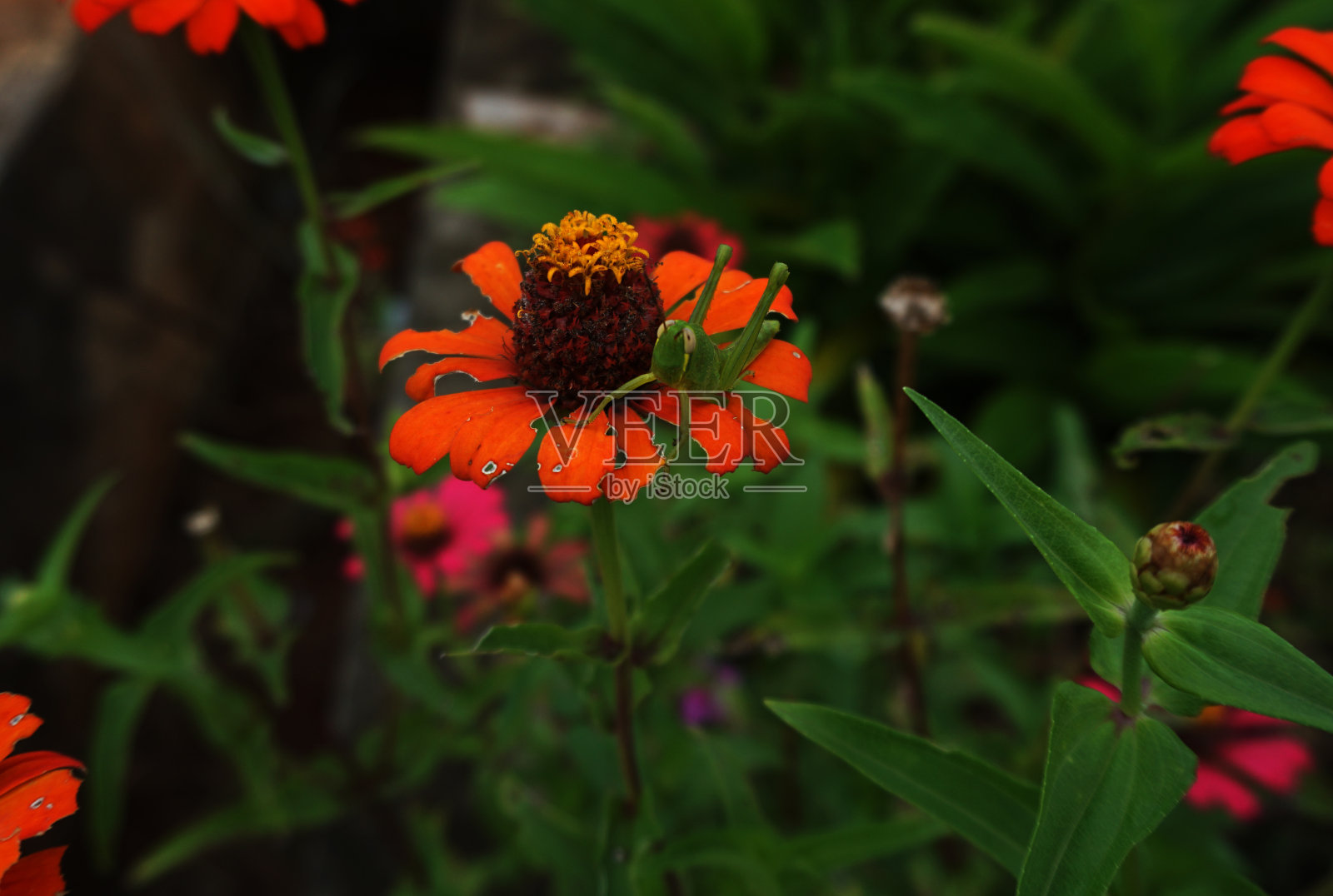 百日菊和蝗虫照片摄影图片