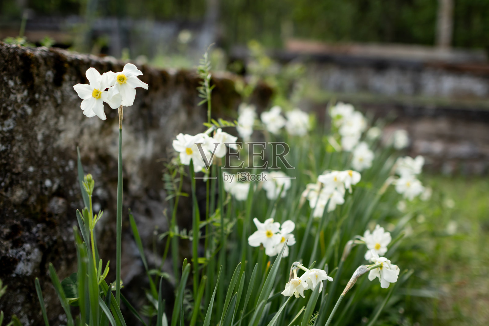 花园里的水仙花照片摄影图片