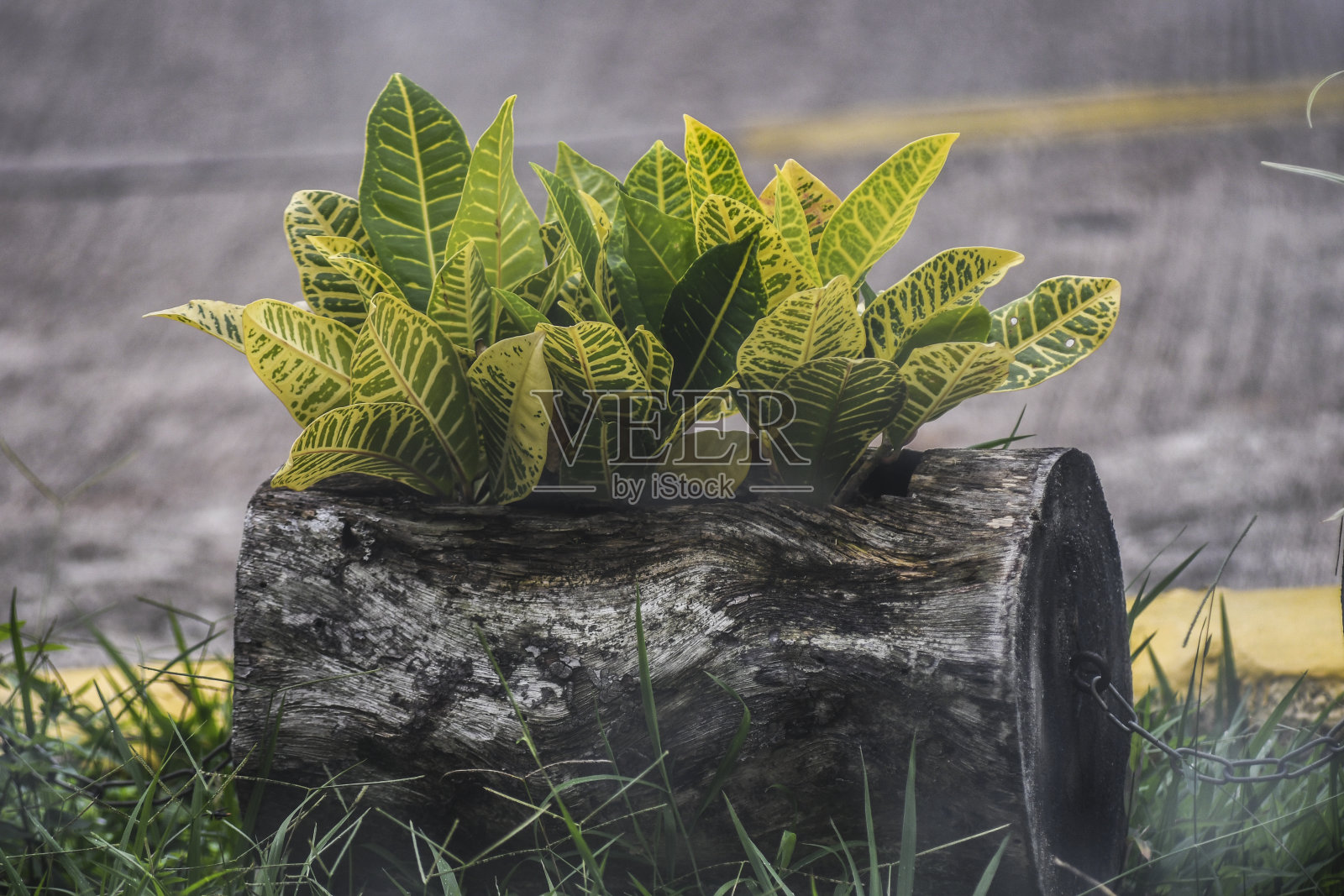 Codiaeum variegatum照片摄影图片