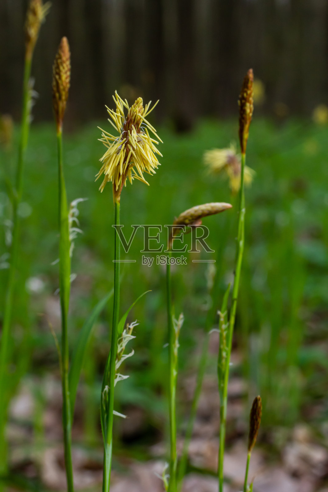 莎草在春天的大自然中多毛开花。苔属植物pilosa。莎草科的家庭照片摄影图片