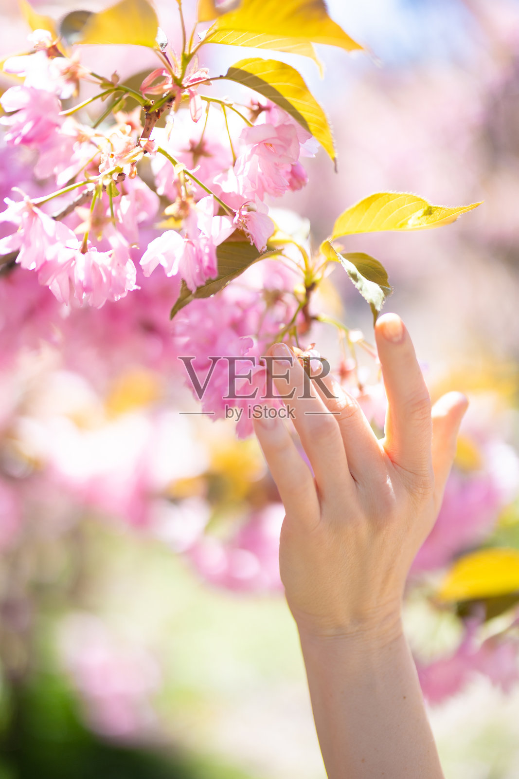 女人的手抚摸着盛开的樱花树枝。照片摄影图片