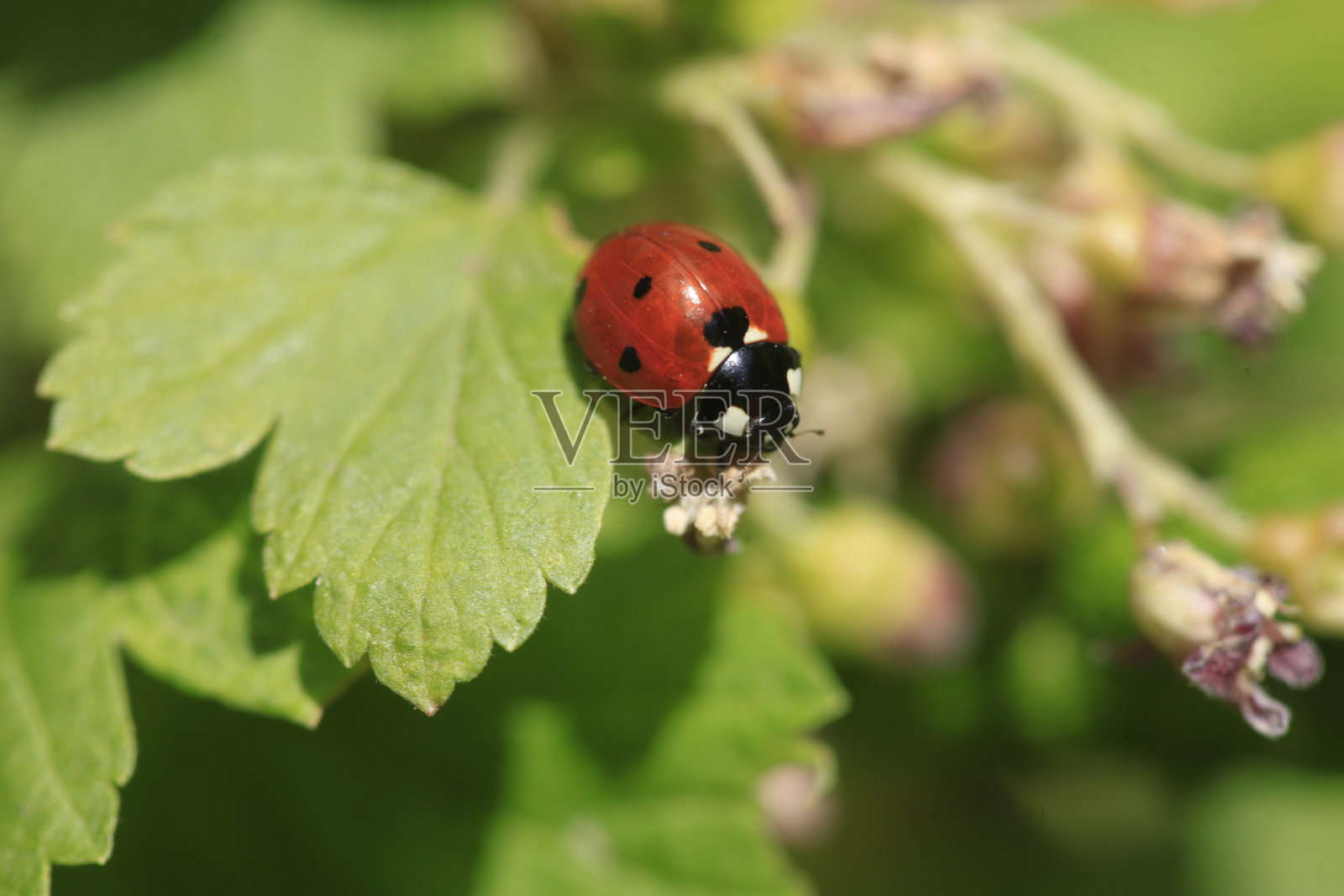 坐在树叶上的红色瓢虫照片摄影图片