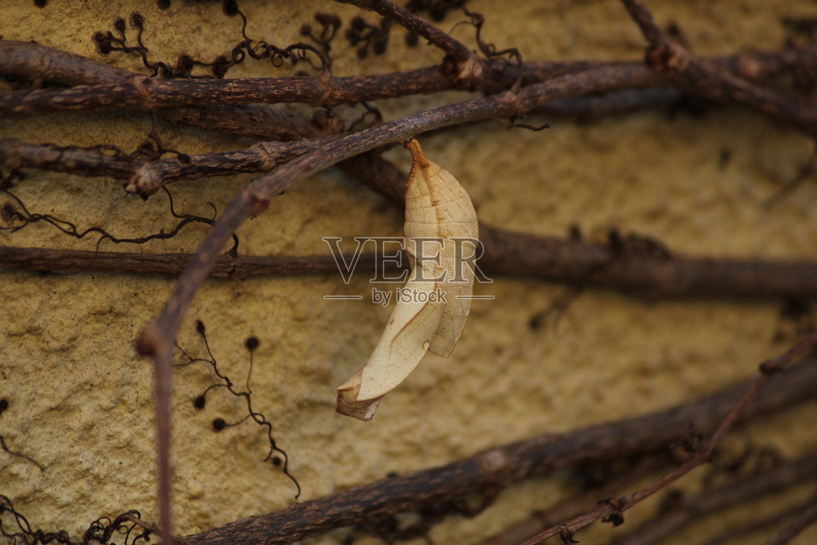 自然界中的蝴蝶茧照片摄影图片