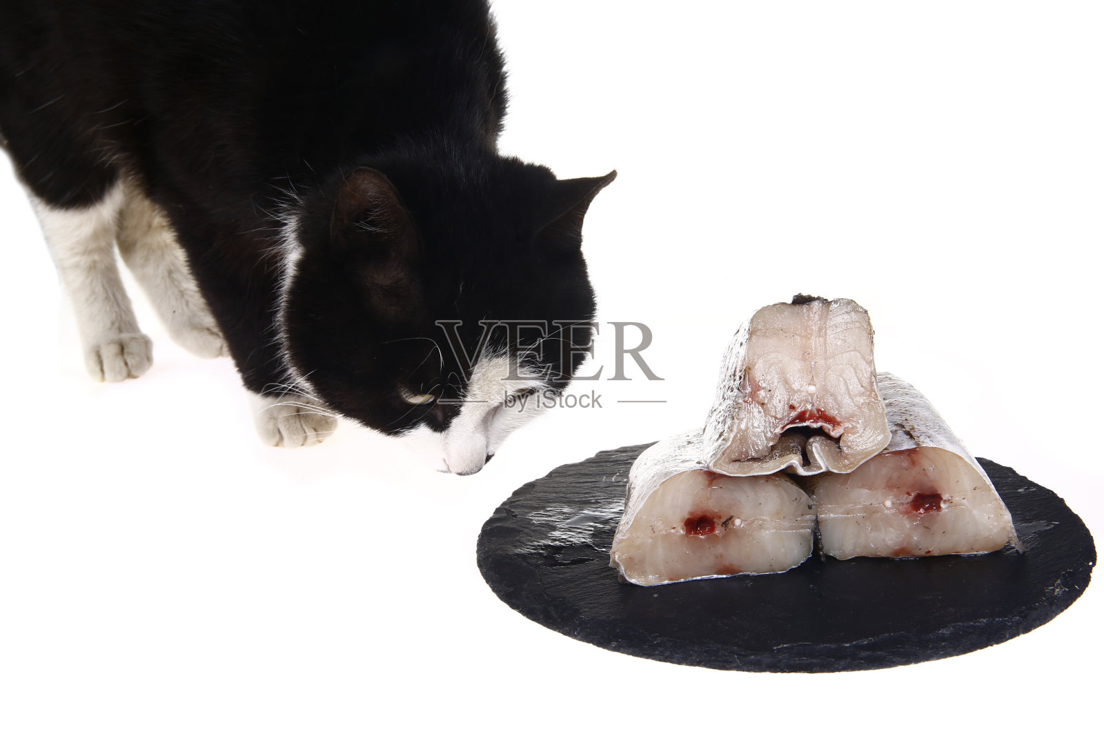 猫想吃桌子上的鱼照片摄影图片