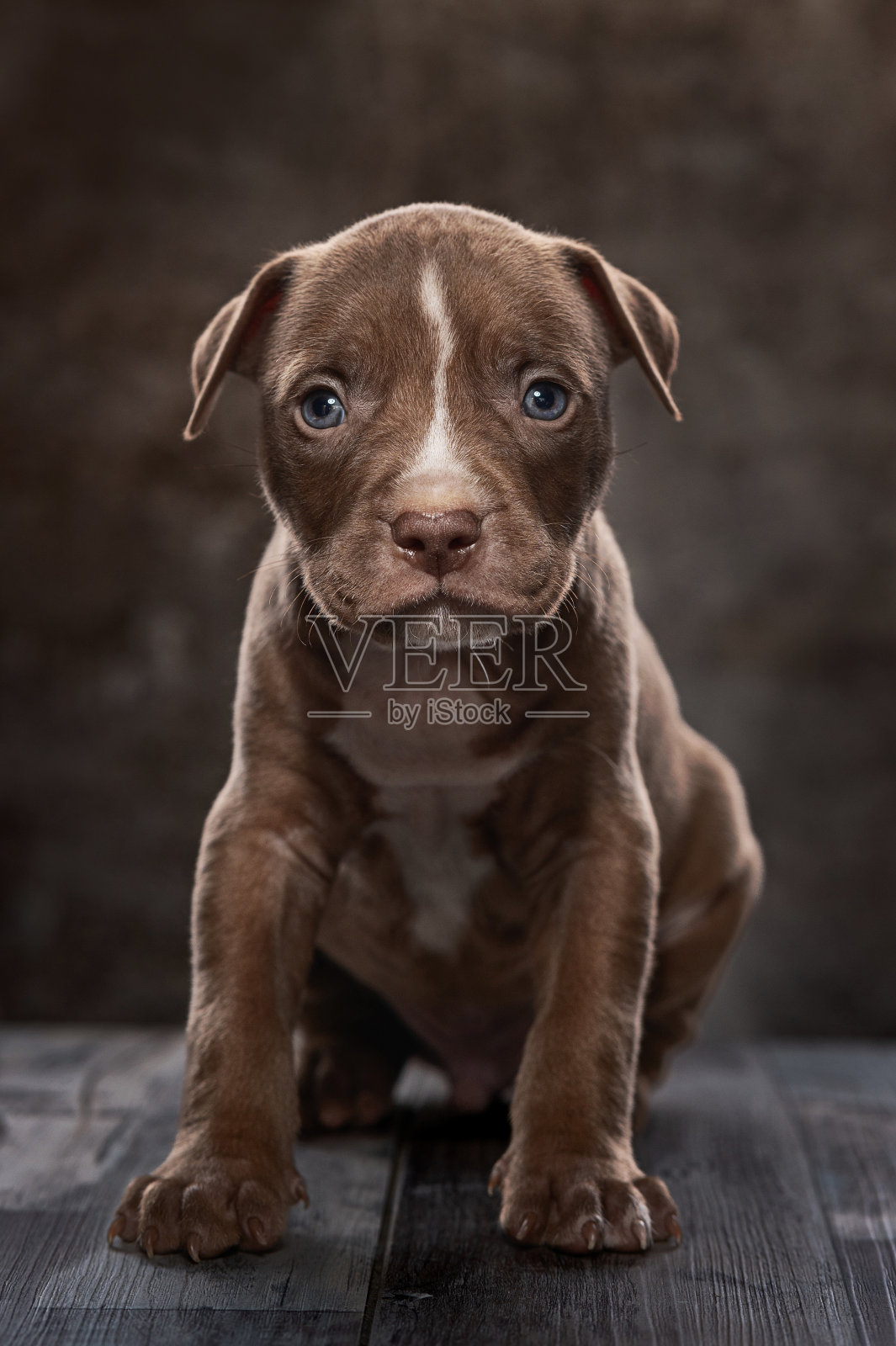 可爱的小狗，棕色皮毛和白色头部和胸部的抓痕-高分辨率图像照片摄影图片