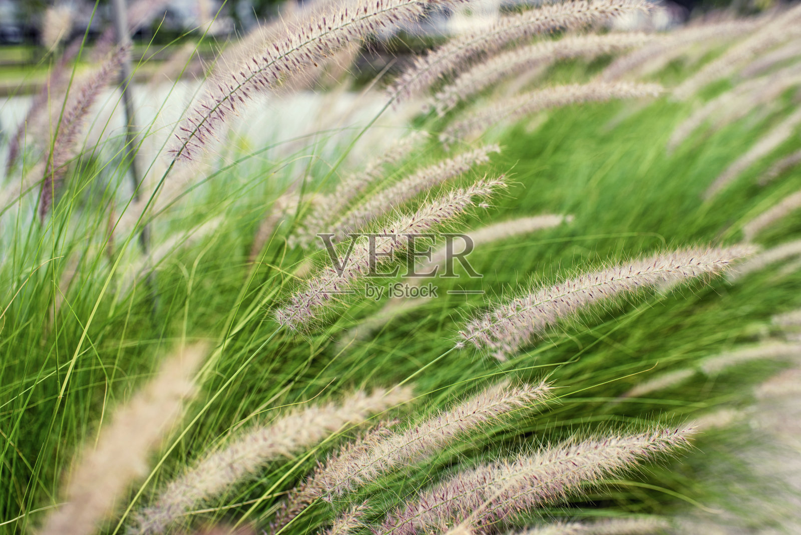 公园里种着白色的草、花和美丽的绿树照片摄影图片