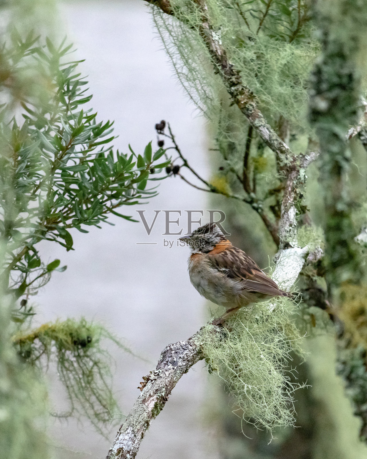 狮子山的Tico Tico。照片摄影图片