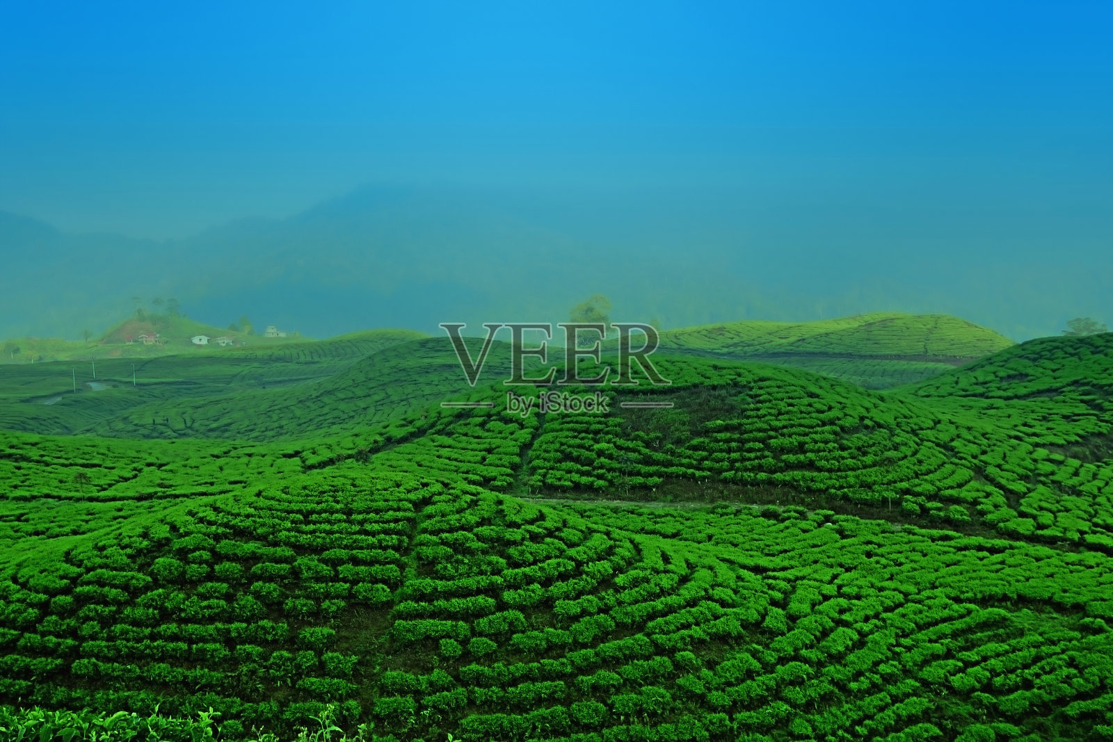 白天的绿茶种植园。照片摄影图片