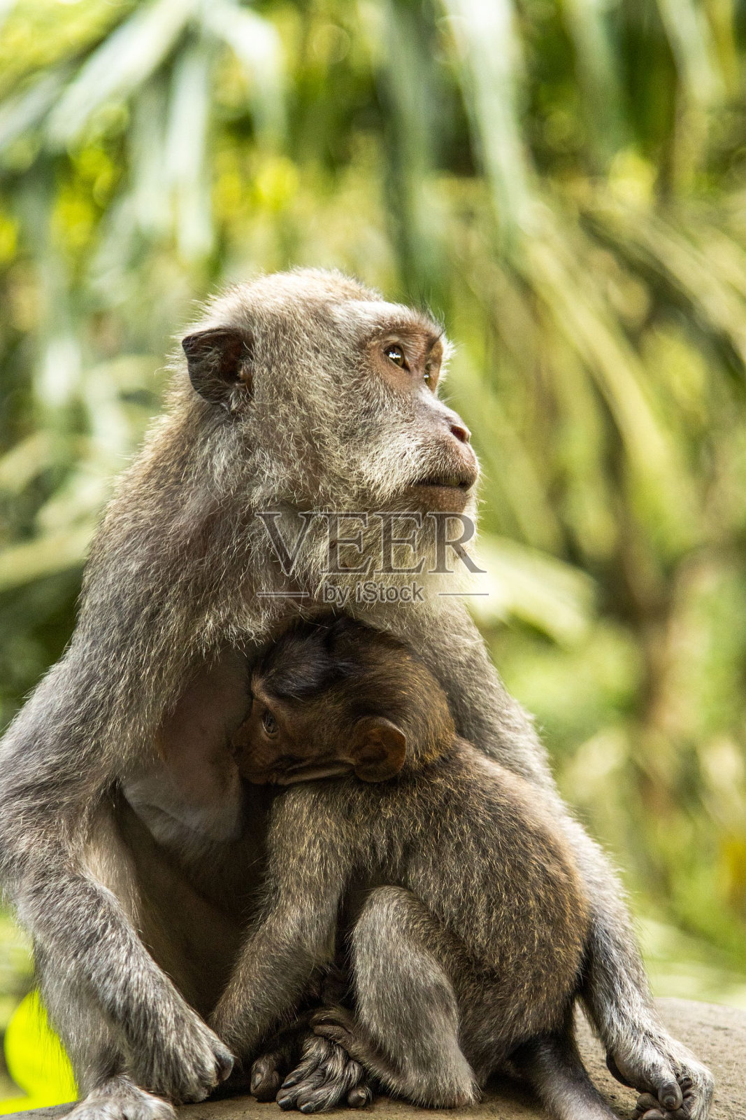 妈妈和她的小猴子照片摄影图片